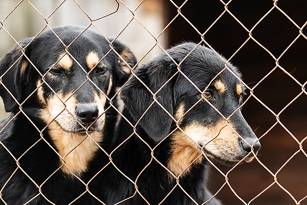 포토 JPG 해외이미지 동물 응시 얼굴 새끼 포유류 주택 털 자물쇠 사람없음 울타리 반려동물 머리 슬픔 기다림 구출 닫기 개 강아지 고독 보호 가난 버리기 새장 망사 송곳니 노숙자 기르기 우울증 입양 혼자 해외포토 시선 감정 컨셉 모션 건물 신체부위 담장 직물 도움 치아 질병 돌봄 케이지 파일형식 이미지허브