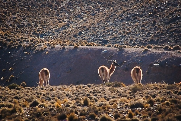 포토 JPG 해외이미지 동물 야생동물 포유류 자연 초식동물 건조 사람없음 사막 군중 아르헨티나 내추럴 산악지대 동물상 스텝 해외포토 산 사람 조형물 남아메리카 생태계 파일형식 이미지허브