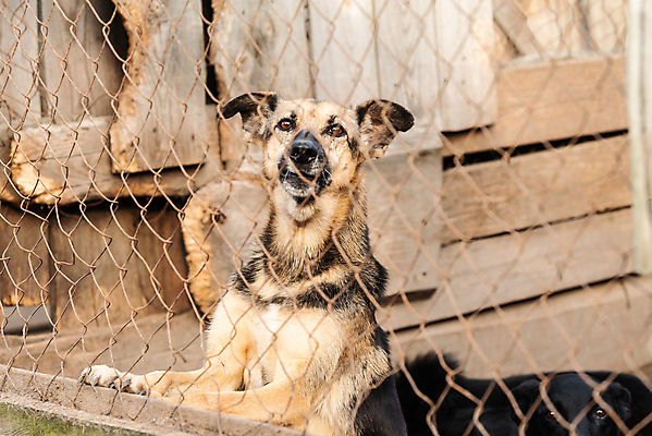 포토 JPG 해외이미지 동물 1 응시 얼굴 새끼 포유류 주택 털 자물쇠 사람없음 울타리 반려동물 머리 슬픔 기다림 구출 닫기 개 강아지 고독 보호 가난 버리기 새장 망사 송곳니 노숙자 기르기 우울증 입양 혼자 해외포토 시선 감정 컨셉 모션 건물 신체부위 담장 직물 도움 치아 질병 돌봄 케이지 파일형식 이미지허브