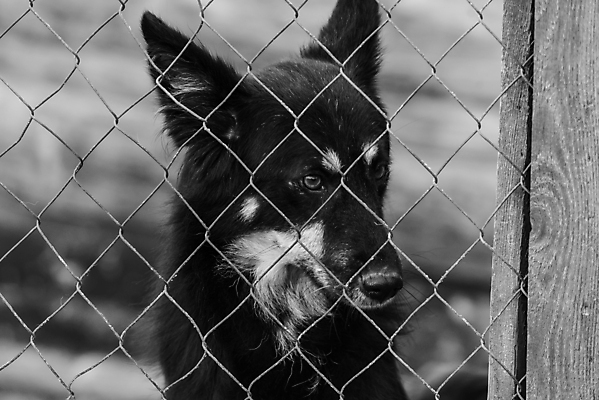 포토 JPG 해외이미지 동물 1 응시 얼굴 새끼 포유류 주택 털 자물쇠 사람없음 울타리 반려동물 머리 슬픔 기다림 구출 닫기 개 강아지 고독 가난 버리기 새장 망사 송곳니 노숙자 기르기 우울증 입양 혼자 해외포토 시선 감정 컨셉 모션 건물 신체부위 담장 직물 도움 치아 질병 돌봄 케이지 파일형식 이미지허브