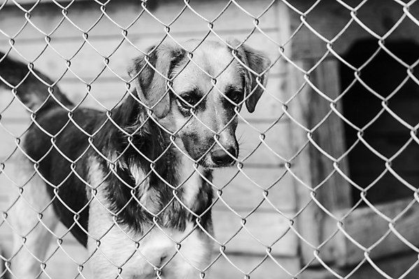 포토 JPG 해외이미지 동물 1 응시 얼굴 새끼 포유류 주택 털 자물쇠 사람없음 울타리 반려동물 머리 슬픔 기다림 구출 닫기 개 강아지 고독 가난 버리기 새장 망사 송곳니 노숙자 기르기 우울증 입양 혼자 해외포토 시선 감정 컨셉 모션 건물 신체부위 담장 직물 도움 치아 질병 돌봄 케이지 파일형식 이미지허브