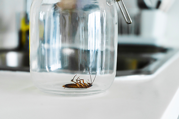 포토 JPG 해외이미지 동물 음식 곤충 백그라운드 신체 날개 자연 유리 생물 주택 안테나 건강 사람없음 갈색 머리 주방 검은색 흰색 죽음 도시 항아리 닫기 해충 벌레 질병 오브젝트 먼지 리빙 기어가기 거짓말 농약 위생관리 제어 해로움 오싹 해외포토 컬러 컨셉 통신 의학 모션 재질 관리 건물 신체부위 도자기 생태계 파일형식 이미지허브