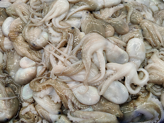 포토 JPG 해외이미지 음식 바다 백그라운드 다이어트 재료 낚시 건강 어류 요리 사람없음 상점 냉동 얼음 식사 추위 흰색 신선 시장 상품 지중해 먹기 계산대 해산물 그리스 오징어 질감 날것 문어 고립 생식 해외포토 자연요소 유럽 컬러 모션 레저 연체동물 수중동물 파일형식 이미지허브