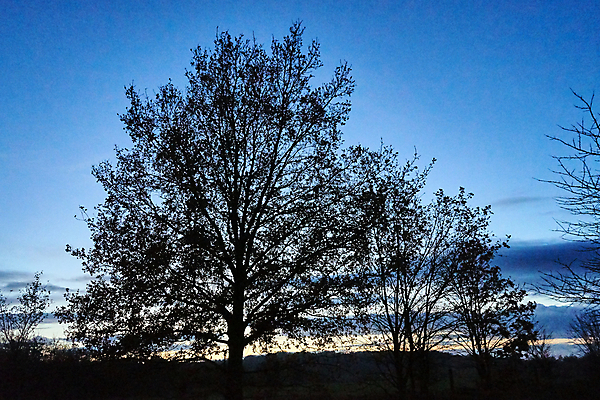 포토 JPG 해외이미지 나무 구름 계절 유럽 도로 낙엽 잎 자연 하늘 풍경 사람없음 일몰 가을 나뭇가지 저녁 숲 폴란드 해외포토 자연요소 식물 나라 길 교통시설 노을 야간 생태계 파일형식 이미지허브