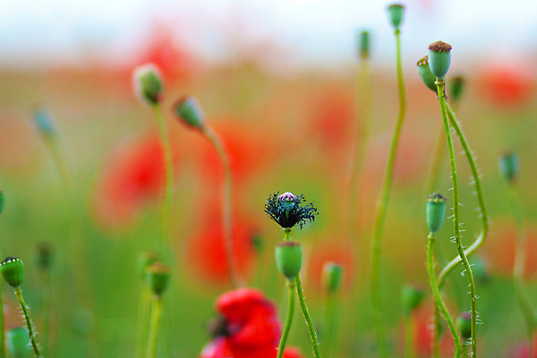 포토 JPG 해외이미지 식물 계절 꽃잎 꽃 줄기 백그라운드 잎 꽃무늬 밭 농업 자연 하늘 사람없음 야외 빨간색 초록색 햇빛 태양 뷰티 농장 정원 맑음 봄 들꽃 벚꽃 시골 개화 땅 허브 양귀비 진홍색 내추럴 해외포토 자연요소 산업 컬러 무늬 날씨 생태계 파일형식 이미지허브