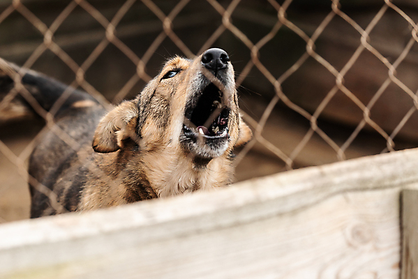 포토 JPG 해외이미지 동물 1 응시 얼굴 새끼 포유류 주택 털 자물쇠 사람없음 울타리 반려동물 머리 슬픔 기다림 구출 닫기 개 강아지 고독 보호 가난 버리기 새장 망사 송곳니 노숙자 기르기 우울증 입양 혼자 해외포토 시선 감정 컨셉 모션 건물 신체부위 담장 직물 도움 치아 질병 돌봄 케이지 파일형식 이미지허브