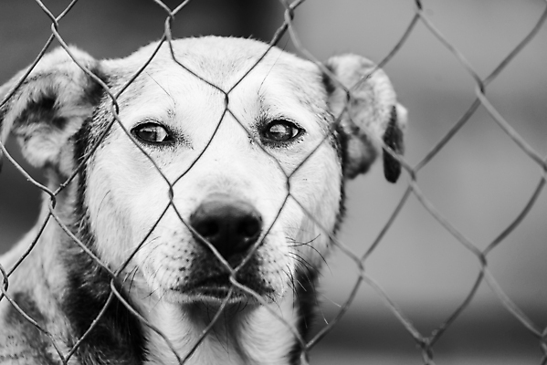 포토 JPG 해외이미지 동물 1 응시 얼굴 새끼 포유류 주택 털 자물쇠 사람없음 울타리 반려동물 머리 슬픔 기다림 구출 닫기 개 강아지 고독 가난 버리기 새장 망사 송곳니 노숙자 기르기 우울증 입양 혼자 해외포토 시선 감정 컨셉 모션 건물 신체부위 담장 직물 도움 치아 질병 돌봄 케이지 파일형식 이미지허브