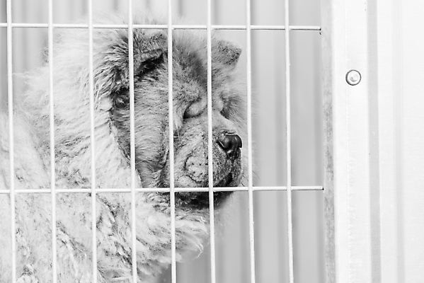 포토 JPG 해외이미지 동물 1 응시 얼굴 새끼 포유류 주택 털 자물쇠 사람없음 울타리 반려동물 머리 슬픔 기다림 구출 닫기 개 강아지 고독 가난 버리기 새장 망사 송곳니 노숙자 기르기 우울증 입양 혼자 해외포토 시선 감정 컨셉 모션 건물 신체부위 담장 직물 도움 치아 질병 돌봄 케이지 파일형식 이미지허브