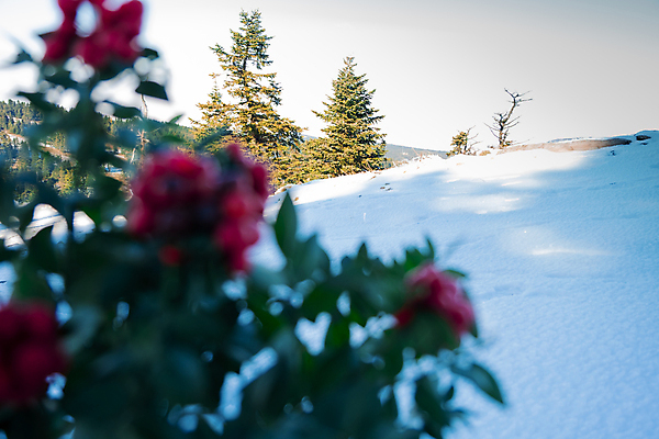 포토 JPG 해외이미지 나무 전통 라이프스타일 디자인 열매 행복 리본 여행 크리스마스장식 크리스마스 겨울 가족 엄마 휴가 새로움 실내 선물 이벤트 사람없음 장식 가로 빛 장난감 크리스마스트리 산타클로스 나뭇가지 축하 소나무 영혼 아빠 야간 심볼 흰배경 솔방울 베리 전나무 빛망울 구성 여의주 가문비나무 카피스페이스 해외포토 자연요소 식물 계절 기념일 감정 백그라운드 컨셉 과일 관계 내부 생활 공백 흰색 파일형식 이미지허브