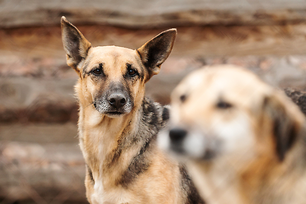 포토 JPG 해외이미지 동물 응시 얼굴 새끼 포유류 주택 털 자물쇠 사람없음 울타리 반려동물 머리 슬픔 기다림 구출 닫기 개 강아지 고독 보호 가난 버리기 새장 망사 송곳니 노숙자 기르기 우울증 입양 혼자 해외포토 시선 감정 컨셉 모션 건물 신체부위 담장 직물 도움 치아 질병 돌봄 케이지 파일형식 이미지허브