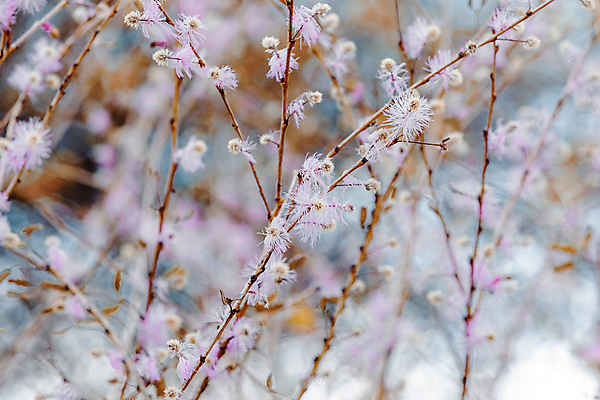 포토 JPG 해외이미지 나무 식물 계절 꽃잎 꽃 분홍색 꽃다발 백그라운드 잎 꽃무늬 공 아프리카 자연 사람없음 야외 장식 빨간색 초록색 여름 컬러풀 뷰티 정원 봄 벚꽃 흰색 개화 열대우림 원예 화단 향 내추럴 마다가스카르 이국적 해외포토 나라 컬러 무늬 취미 숲 생태계 파일형식 이미지허브