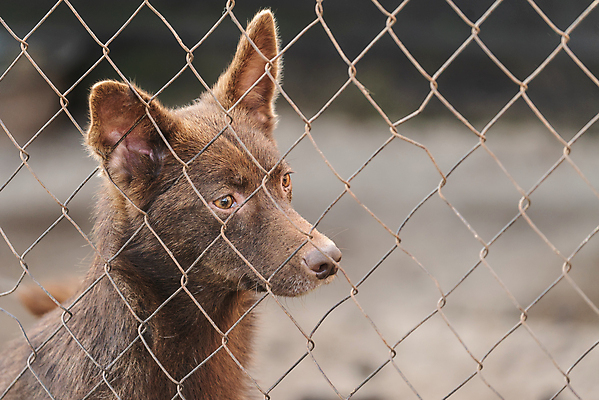 포토 JPG 해외이미지 동물 1 응시 얼굴 새끼 포유류 주택 털 자물쇠 사람없음 울타리 반려동물 머리 슬픔 기다림 구출 닫기 개 강아지 고독 보호 가난 버리기 새장 망사 송곳니 노숙자 기르기 우울증 입양 혼자 해외포토 시선 감정 컨셉 모션 건물 신체부위 담장 직물 도움 치아 질병 돌봄 케이지 파일형식 이미지허브