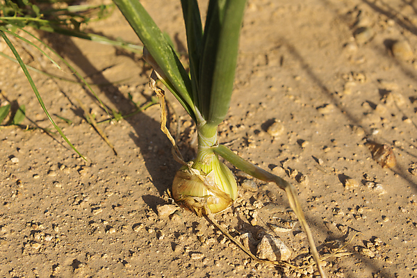 포토 JPG 해외이미지 식물 계절 유럽 산업 음식 밭 농업 채소 전구 양파 산 건강 마늘 사람없음 초록색 경제 농작물 농장 환경 성장 조약돌 신선 스페인 지역 아라곤 최초 7월 밭일 채식주의자 세련 비건 해외포토 나라 컬러 돌_바위 날짜 채식 파일형식 이미지허브