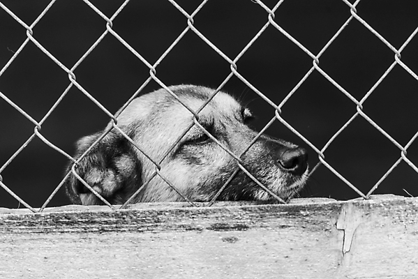 포토 JPG 해외이미지 동물 1 응시 얼굴 새끼 포유류 주택 털 자물쇠 사람없음 울타리 반려동물 머리 슬픔 기다림 구출 닫기 개 강아지 고독 가난 버리기 새장 망사 송곳니 노숙자 기르기 우울증 입양 혼자 해외포토 시선 감정 컨셉 모션 건물 신체부위 담장 직물 도움 치아 질병 돌봄 케이지 파일형식 이미지허브