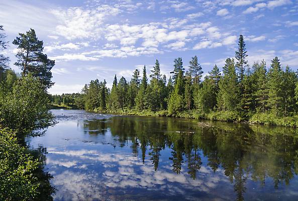 포토 JPG 해외이미지 나무 구름 여행 자연 하늘 아침 휴가 스웨덴 풍경 사람없음 물 파란색 빛 강 반사 개울 해외포토 주간 자연요소 식물 컬러 북유럽 생태계 파일형식 이미지허브