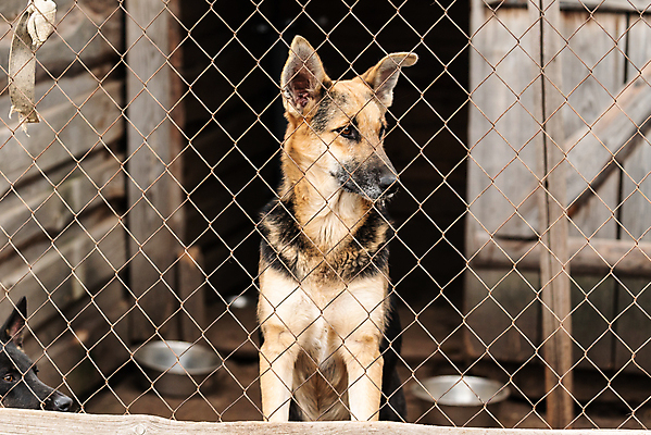 포토 JPG 해외이미지 동물 1 응시 얼굴 새끼 포유류 주택 털 자물쇠 사람없음 울타리 반려동물 머리 슬픔 기다림 구출 닫기 개 강아지 고독 보호 가난 버리기 새장 망사 송곳니 노숙자 기르기 우울증 입양 혼자 해외포토 시선 감정 컨셉 모션 건물 신체부위 담장 직물 도움 치아 질병 돌봄 케이지 파일형식 이미지허브