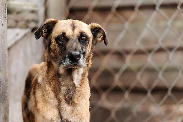 포토 JPG 해외이미지 동물 1 응시 얼굴 새끼 포유류 주택 털 자물쇠 사람없음 울타리 반려동물 머리 슬픔 기다림 구출 닫기 개 강아지 고독 보호 가난 버리기 새장 망사 송곳니 노숙자 기르기 우울증 입양 혼자 해외포토 시선 감정 컨셉 모션 건물 신체부위 담장 직물 도움 치아 질병 돌봄 케이지 파일형식 이미지허브