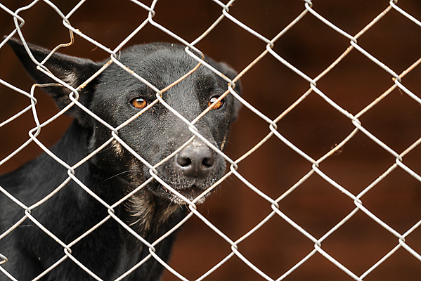 포토 JPG 해외이미지 동물 1 응시 얼굴 새끼 포유류 주택 털 자물쇠 사람없음 울타리 반려동물 머리 슬픔 기다림 구출 닫기 개 강아지 고독 보호 가난 버리기 새장 망사 송곳니 노숙자 기르기 우울증 입양 혼자 해외포토 시선 감정 컨셉 모션 건물 신체부위 담장 직물 도움 치아 질병 돌봄 케이지 파일형식 이미지허브