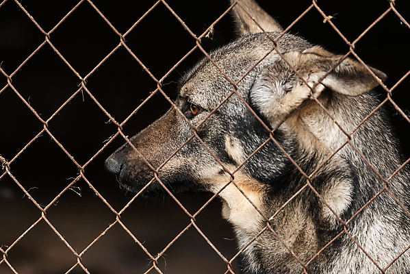 포토 JPG 해외이미지 동물 1 응시 얼굴 새끼 포유류 주택 털 자물쇠 사람없음 울타리 반려동물 머리 슬픔 기다림 구출 닫기 개 강아지 고독 보호 가난 버리기 새장 망사 송곳니 노숙자 기르기 우울증 입양 혼자 해외포토 시선 감정 컨셉 모션 건물 신체부위 담장 직물 도움 치아 질병 돌봄 케이지 파일형식 이미지허브