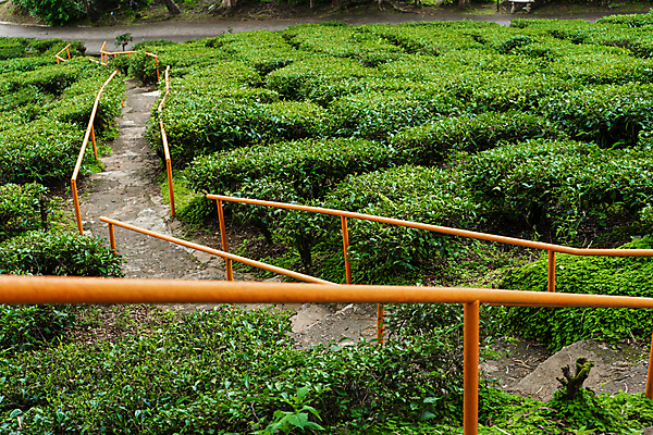 포토 JPG 해외이미지 나무 식물 손 여자 아시아 여행 백그라운드 잎 밭 농업 자연 산 사람 동양인 사람없음 초록색 농작물 태양 뷰티 농장 농경지 환경 정원 계곡 수확 시골 신선 땅 언덕 유기농 장면 말레이시아 산악지대 해외포토 자연요소 웰빙 나라 산업 컬러 인종 신체부위 생태계 파일형식 이미지허브