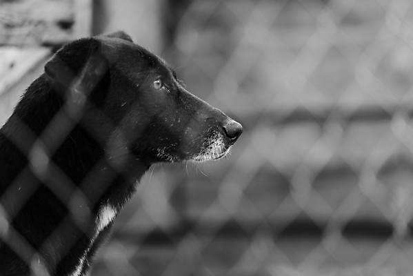 포토 JPG 해외이미지 동물 1 응시 얼굴 새끼 포유류 주택 털 자물쇠 사람없음 울타리 반려동물 머리 슬픔 기다림 구출 닫기 개 강아지 고독 가난 버리기 새장 망사 송곳니 노숙자 기르기 우울증 입양 혼자 해외포토 시선 감정 컨셉 모션 건물 신체부위 담장 직물 도움 치아 질병 돌봄 케이지 파일형식 이미지허브