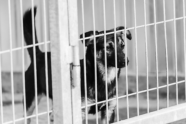 포토 JPG 해외이미지 동물 1 응시 얼굴 새끼 포유류 주택 털 자물쇠 사람없음 울타리 반려동물 머리 슬픔 기다림 구출 닫기 개 강아지 고독 가난 버리기 새장 망사 송곳니 노숙자 기르기 우울증 입양 혼자 해외포토 시선 감정 컨셉 모션 건물 신체부위 담장 직물 도움 치아 질병 돌봄 케이지 파일형식 이미지허브