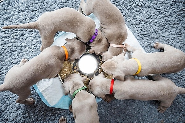 포토 JPG 해외이미지 동물 1 새끼 백그라운드 포유류 실내 사람없음 파란색 반려동물 회색 가리킴 원형 사발 개 강아지 은색 먹이 먹기 사냥개 송곳니 고립 심각 해외포토 도형 컬러 컨셉 모션 손짓 내부 사기그릇 치아 파일형식 이미지허브