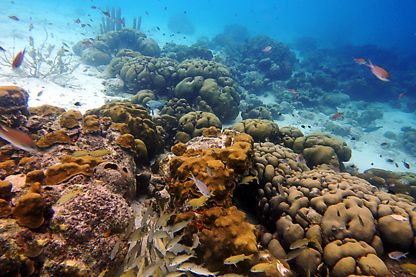 포토 JPG 해외이미지 동물 야생동물 모래 벽 바다 여행 학교 자연 열쇠 휴가 어류 풍경 사람없음 물 파란색 컬러풀 여행객 바닷속 수중 스노클링 산호 호기심 다이빙 암초 수족관 리빙 대서양 바하마 이국적 플로리다 해외포토 자연요소 교육 감정 컬러 컨셉 사람 수영 미국 수중동물 수상스포츠 자포동물 생태계 수중스포츠 파일형식 이미지허브