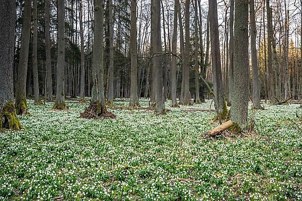 포토 JPG 해외이미지 식물 계절 꽃잎 꽃 백그라운드 잎 꽃무늬 밭 자연 사람없음 야외 초록색 환경 봄 성장 벚꽃 흰색 눈송이 개화 숲 속도 내추럴 헌병 해외포토 컬러 무늬 농업 눈_날씨 군인 생태계 파일형식 이미지허브