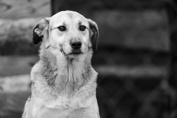 포토 JPG 해외이미지 동물 1 응시 얼굴 새끼 포유류 주택 털 자물쇠 사람없음 울타리 반려동물 머리 슬픔 기다림 구출 닫기 개 강아지 고독 가난 버리기 새장 망사 송곳니 노숙자 기르기 우울증 입양 혼자 해외포토 시선 감정 컨셉 모션 건물 신체부위 담장 직물 도움 치아 질병 돌봄 케이지 파일형식 이미지허브