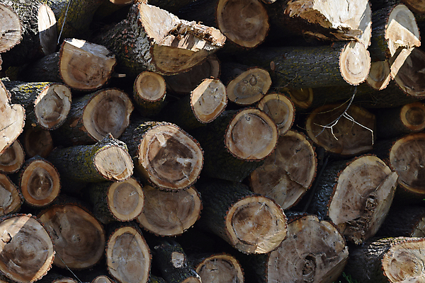 포토 JPG 해외이미지 나무 산업 백그라운드 잎 패턴 자연 불 사람없음 목재 갈색 쌓기 환경 에너지 신선 소나무 원형 제조 주식 숲 장작 자르기 묘사 질감 날것 통나무 나무껍질 연료 난방 자원 잡동사니 흙더미 내추럴 벌목 생태학 수목 옛날 해외포토 자연요소 도형 식물 교육 컬러 무늬 재료 모션 금융 흙 껍질 생태계 파일형식 더미 이미지허브
