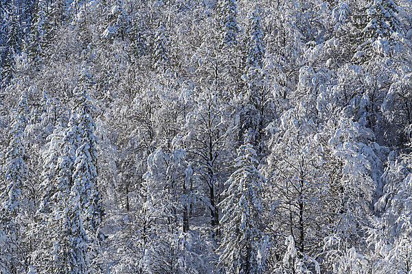 포토 JPG 해외이미지 나무 식물 계절 공원 여행 백그라운드 크리스마스 겨울 자연 하늘 날씨 휴가 새로움 산 사람없음 야외 목재 초록색 파란색 빛 태양 뷰티 환경 냉동 얼음 추위 흰색 나뭇가지 시골 소나무 숲 12월 서리 장면 전나무 내추럴 눈내림 해외포토 자연요소 공공시설 기념일 컬러 컨셉 재료 눈_날씨 날짜 생태계 파일형식 이미지허브