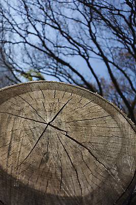 포토 JPG 해외이미지 나무 식물 패턴 자연 표면 종류 사람없음 목재 다양 반지 티켓 숲 질감 삼림지대 해외포토 다수 무늬 재료 장신구 생태계 파일형식 이미지허브