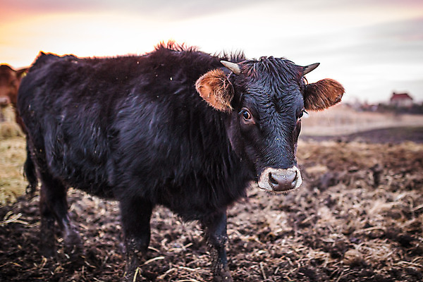 포토 JPG 해외이미지 동물 행복 밭 농업 포유류 자연 하늘 풍경 사람없음 야외 초록색 여름 농장 갈색 머리 가축 일몰 소고기 우유 시골 소 군중 방목 싱글 황소 진흙 송아지 밭일 해외포토 계절 감정 산업 새끼 컬러 유제품 육류 사람 신체부위 노을 축산업 생태계 파일형식 이미지허브