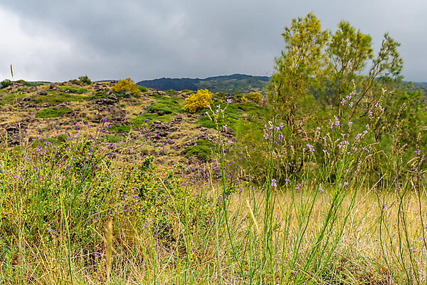 포토 JPG 해외이미지 공원 꽃 유럽 백그라운드 자연 하늘 산 파노라마 사람없음 검은색 이탈리아 하이킹 흐름 정상 폭발 지중해 언덕 화산 장면 분화구 용암 내추럴 재 전국 절정 지질학 해외포토 식물 공공시설 교육 나라 바다 컬러 컨셉 레저 촬영기법 생태계 파일형식 이미지허브