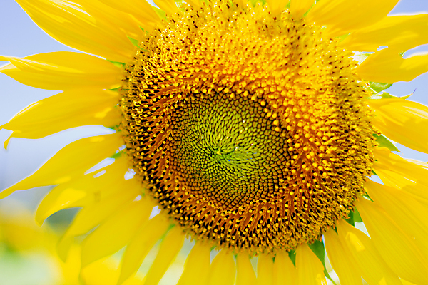 포토 JPG 해외이미지 식물 계절 꽃잎 꽃 백그라운드 잎 꽃무늬 밭 농업 오렌지 자연 하늘 해바라기 건강 씨앗 사람없음 야외 초록색 농작물 태양 노란색 정원 맑음 봄 성장 벚꽃 신선 개화 황금 닫기 꽃가루 내추럴 밭일 해외포토 자연요소 산업 컬러 무늬 과일 모션 날씨 가루 생태계 파일형식 이미지허브