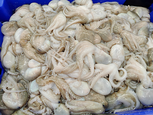 포토 JPG 해외이미지 음식 바다 백그라운드 다이어트 재료 낚시 건강 어류 요리 사람없음 상점 냉동 얼음 식사 추위 흰색 신선 시장 상품 지중해 먹기 계산대 해산물 그리스 오징어 질감 날것 문어 고립 생식 해외포토 자연요소 유럽 컬러 모션 레저 연체동물 수중동물 파일형식 이미지허브