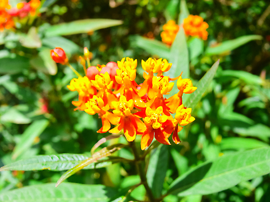 포토 JPG 해외이미지 식물 계절 꽃잎 꽃 섬 곤충 백그라운드 컨셉 잎 꽃무늬 날개 자연 부활절 사람없음 초록색 여름 컬러풀 뷰티 노란색 정원 봄 벚꽃 흰색 개화 제비꽃 질감 내추럴 고립 블러 수유 아열대 해외포토 동물 기념일 컬러 무늬 생태계 파일형식 이미지허브