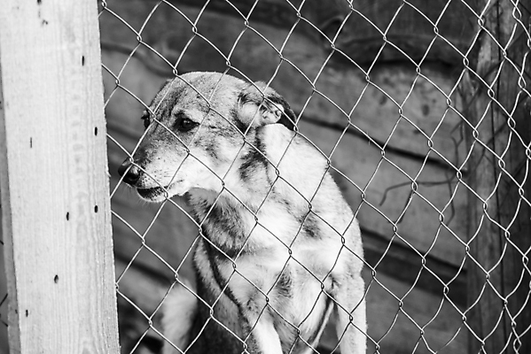 포토 JPG 해외이미지 동물 1 응시 얼굴 새끼 포유류 주택 털 자물쇠 사람없음 울타리 반려동물 머리 슬픔 기다림 구출 닫기 개 강아지 고독 가난 버리기 새장 망사 송곳니 노숙자 기르기 우울증 입양 혼자 해외포토 시선 감정 컨셉 모션 건물 신체부위 담장 직물 도움 치아 질병 돌봄 케이지 파일형식 이미지허브