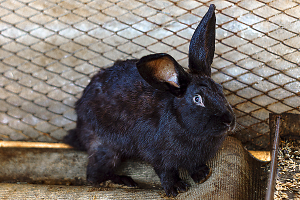 포토 JPG 해외이미지 동물 1 야생동물 분홍색 백그라운드 포유류 자연 부활절 새로움 털 사람없음 빨간색 초록색 반려동물 농장 정원 봄 흰색 아기 토끼 관찰 작음 모피 귀 부드러움 솜털 고립 동물상 벨벳 해외포토 계절 기념일 컬러 컨셉 농업 모션 사람 신체부위 조형물 감각 크기 실크 생태계 파일형식 이미지허브