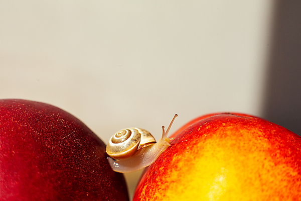 포토 JPG 해외이미지 한마리 실내 근접촬영 사람없음 작음 달팽이 천도복숭아 해외포토 1 뷰포인트 연체동물 내부 크기 복숭아 파일형식 이미지허브