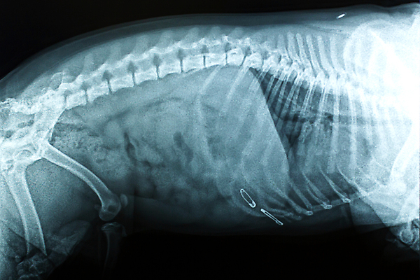 포토 JPG 해외이미지 뼈 엑스레이 사람없음 개 강아지 해외포토 포유류 의학 반려동물 파일형식 이미지허브