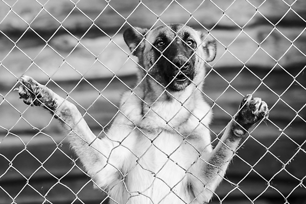 포토 JPG 해외이미지 동물 1 응시 얼굴 새끼 포유류 주택 털 자물쇠 사람없음 울타리 반려동물 머리 슬픔 기다림 구출 닫기 개 강아지 고독 가난 버리기 새장 망사 송곳니 노숙자 기르기 우울증 입양 혼자 해외포토 시선 감정 컨셉 모션 건물 신체부위 담장 직물 도움 치아 질병 돌봄 케이지 파일형식 이미지허브