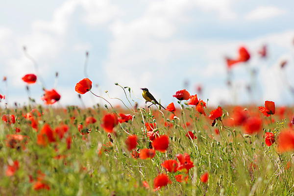 포토 JPG 해외이미지 식물 계절 꽃잎 꽃 줄기 백그라운드 잎 꽃무늬 밭 농업 자연 하늘 사람없음 야외 빨간색 초록색 햇빛 태양 뷰티 농장 정원 맑음 봄 들꽃 벚꽃 시골 개화 땅 허브 양귀비 진홍색 내추럴 해외포토 자연요소 산업 컬러 무늬 날씨 생태계 파일형식 이미지허브