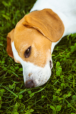 포토 JPG 해외이미지 동물 공원 행복 백그라운드 밭 포유류 자연 휴식 생물 따뜻함 건강 피곤 사람없음 야외 초록색 여름 반려동물 머리 쌓기 귀여움 우정 뜨거움 개 코 사냥개 비글 솜털 송곳니 거짓말 기르기 유래 해외포토 계절 공공시설 감정 컬러 컨셉 농업 모션 신체부위 친구 치아 생태계 돌봄 파일형식 이미지허브