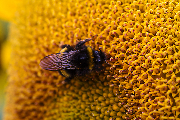 포토 JPG 해외이미지 식물 동물 꽃잎 꽃 곤충 백그라운드 꽃무늬 패턴 농업 날개 자연 해바라기 사람없음 여름 컬러풀 노란색 정원 검은색 활발 성장 벚꽃 시골 개화 닫기 꿀벌 수분 벌 질감 바쁨 꽃가루 내추럴 동물상 호박벌 해외포토 계절 산업 컬러 컨셉 무늬 모션 조형물 벌_곤충 가루 생태계 파일형식 이미지허브