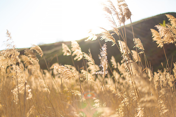 포토 JPG 해외이미지 주간 갈대 풍경 사람없음 야외 햇빛 맑음 가을 해외포토 자연요소 식물 계절 날씨 태양 파일형식 이미지허브
