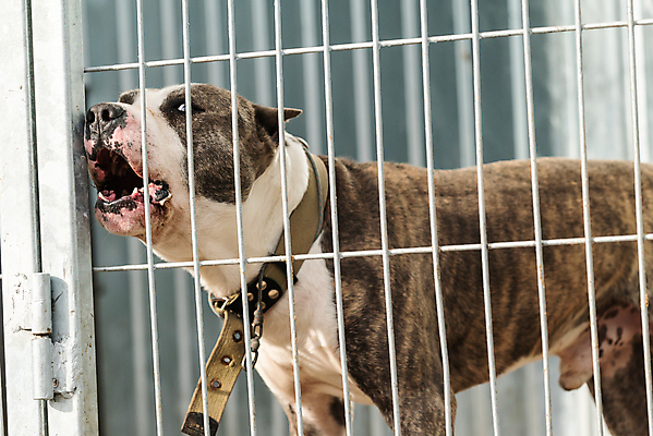 포토 JPG 해외이미지 동물 1 응시 얼굴 새끼 포유류 주택 털 자물쇠 사람없음 울타리 반려동물 머리 슬픔 기다림 구출 닫기 개 강아지 고독 보호 가난 버리기 새장 망사 송곳니 노숙자 기르기 우울증 입양 혼자 해외포토 시선 감정 컨셉 모션 건물 신체부위 담장 직물 도움 치아 질병 돌봄 케이지 파일형식 이미지허브