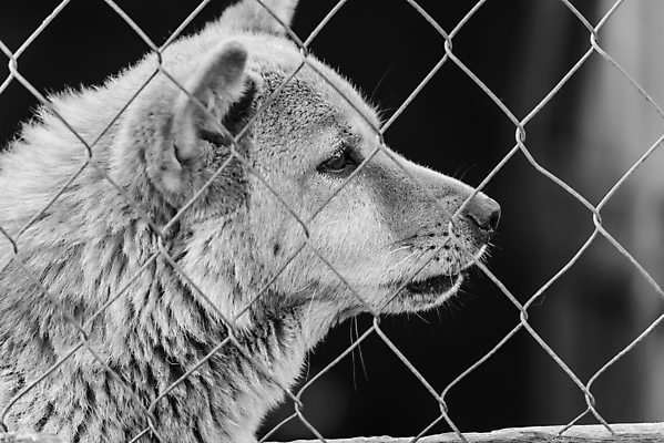 포토 JPG 해외이미지 동물 1 응시 얼굴 새끼 포유류 주택 털 자물쇠 사람없음 울타리 반려동물 머리 슬픔 기다림 구출 닫기 개 강아지 고독 가난 버리기 새장 망사 송곳니 노숙자 기르기 우울증 입양 혼자 해외포토 시선 감정 컨셉 모션 건물 신체부위 담장 직물 도움 치아 질병 돌봄 케이지 파일형식 이미지허브