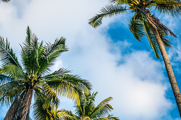 포토 JPG 해외이미지 주간 구름 로우앵글 하늘 사람없음 야외 여름 야자수 여름풍경 해외포토 자연요소 나무 계절 뷰포인트 풍경 파일형식 여름_계절 이미지허브
